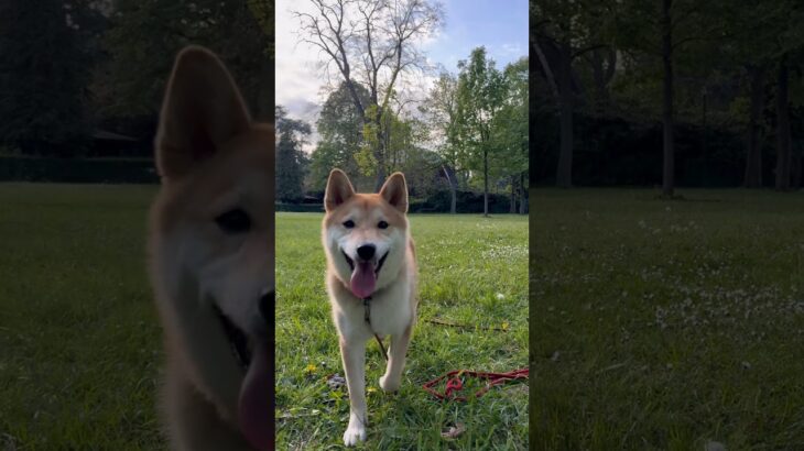 公園でのんびり散歩するわんこ #柴犬 #フードアグレッシブ #犬のしつけ #本気噛み #shiba #shibadog