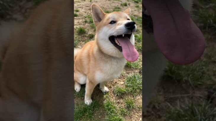 小太郎の日常 #柴犬 #フードアグレッシブ #本気噛み #犬のしつけ #ドッグラン #shiba #shibadog