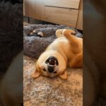 突然静止するわんこ #柴犬 #shibainu #フードアグレッシブ #本気噛み #犬のしつけ