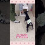 ＃犬のようちえん　＃犬のほいくえん　＃犬お泊りトレーニング　　#子犬しつけ  #しつけ教室 　#シュナウザー    ＃犬のしつけ　#shorts 　#パピートレーニング