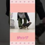 ＃犬のようちえん　＃犬のほいくえん　＃犬お泊りトレーニング　　#子犬しつけ  #しつけ教室 　#ちわっくす    ＃犬のしつけ　#shorts 　#パピートレーニング