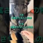 犬のふり見て我がふり治せ【犬の躾、訓練】#shorts #犬のしつけ