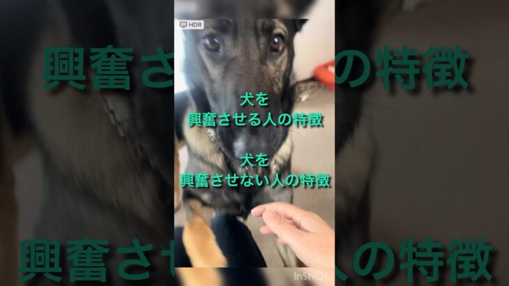 犬のふり見て我がふり治せ【犬の躾、訓練】#shorts #犬のしつけ