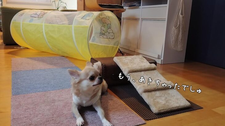 チワワを惑わす甘い誘惑#shorts#おもしろい犬#しつけ