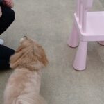 犬の幼稚園 ぺぺちゃんとトレーニング