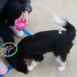 犬の幼稚園 トイちゃんとトレーニング