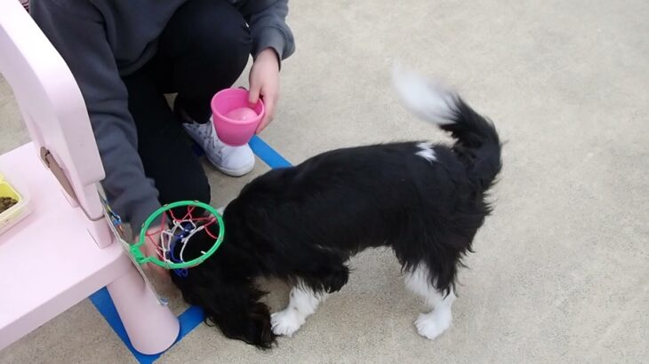 犬の幼稚園 トイちゃんとトレーニング