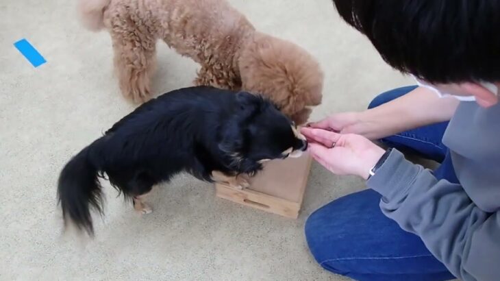 犬の幼稚園 たろうくん＆ショコラくんとトレーニング