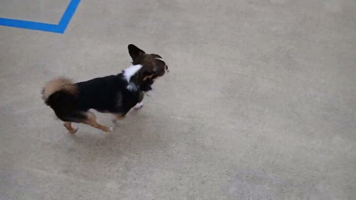 犬の幼稚園 のあくんとトレーニング