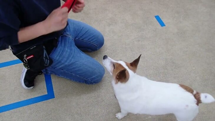 犬の幼稚園 ジャックくんとトレーニング