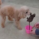 犬の幼稚園 ぴっぴちゃんとトレーニング