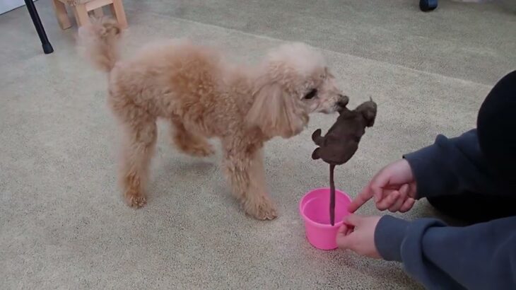 犬の幼稚園 ぴっぴちゃんとトレーニング