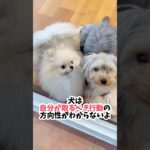 愛犬を甘やかし過ぎ！？って思ったことある？ #犬のしつけ #犬 #犬との暮らし