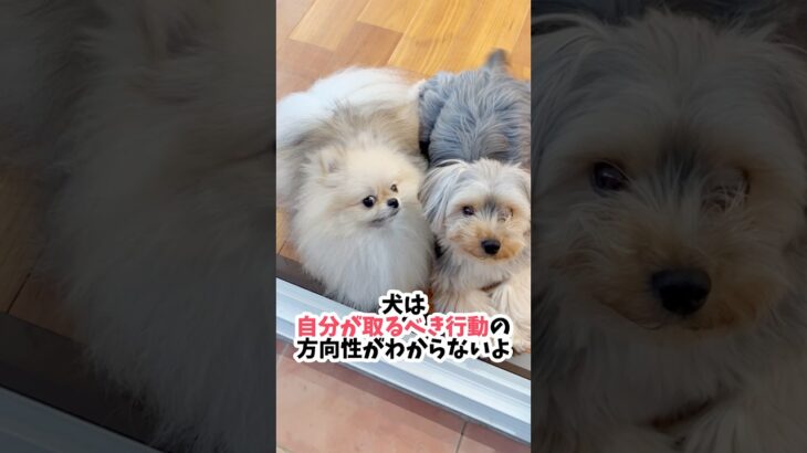 愛犬を甘やかし過ぎ！？って思ったことある？ #犬のしつけ #犬 #犬との暮らし