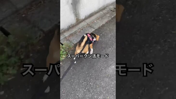 とにかく忙しいビーグル犬#犬#ビーグル