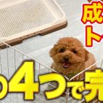 【しつけ/トイレ】この４パターンで成犬のトイレのお悩みは解決します【プロドッグトレーナー】