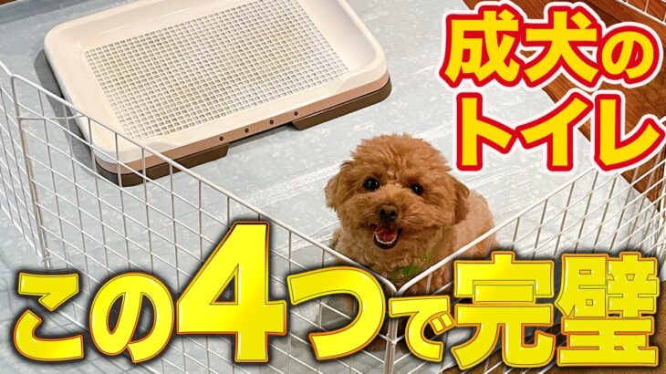 【しつけ/トイレ】この４パターンで成犬のトイレのお悩みは解決します【プロドッグトレーナー】