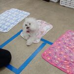 犬の幼稚園 バニラちゃんとトレーニング