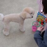 犬の幼稚園 レオくんとトレーニング