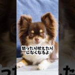 チワワを上手に育てる！魔法のコツ#チワワ#ちわわ#犬のしつけ #チワワ大好き #ドッグトレーナー