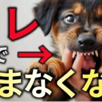 絶対に直る！犬の甘噛みを誰でも簡単に直す魔法の方法！子犬の噛み癖のしつけ方