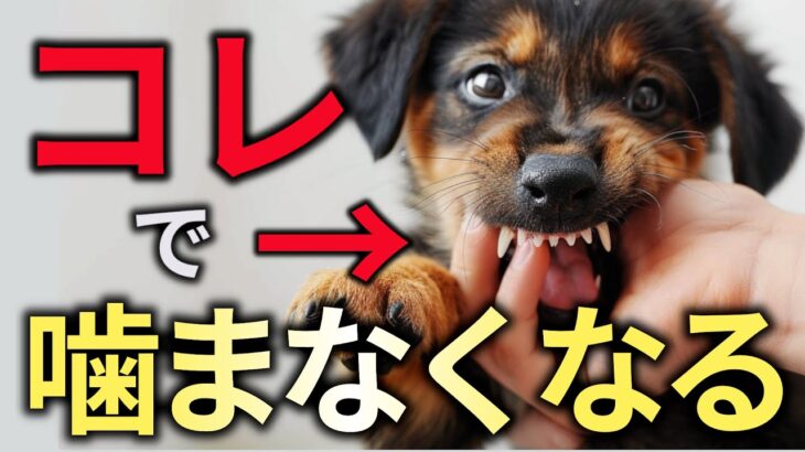 絶対に直る！犬の甘噛みを誰でも簡単に直す魔法の方法！子犬の噛み癖のしつけ方