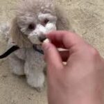 犬の幼稚園 ハニちゃんとトレーニング