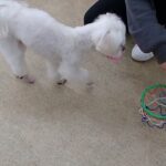 犬の幼稚園 源くんとトレーニング