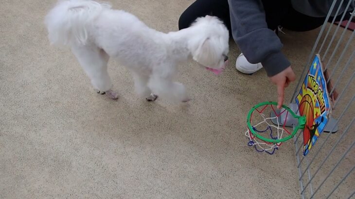 犬の幼稚園 源くんとトレーニング