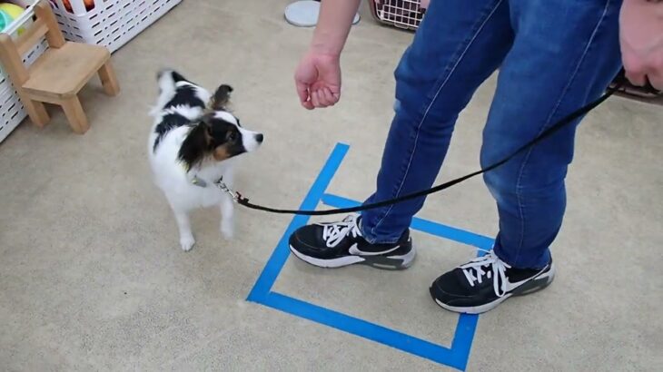 犬の幼稚園 ノエルくんとトレーニング