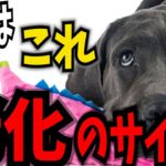 【犬が老化してきた時にみせる行動７】犬の老化サインを見逃さず 健康状態 老化のケアをサポートしましょう！！#犬のしつけ #犬の健康