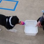 犬の幼稚園 トイちゃんとトレーニング