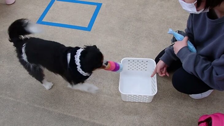 犬の幼稚園 トイちゃんとトレーニング