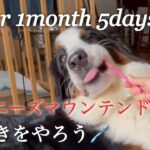 【バーニーズマウンテンドッグ】犬の歯磨きはどうする？【犬のしつけ】【犬の歯磨き】