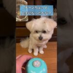 チーンが迎えに来るタイプの犬　#マルポメ #マルチーズ #ポメラニアン #しつけ #おもちゃ