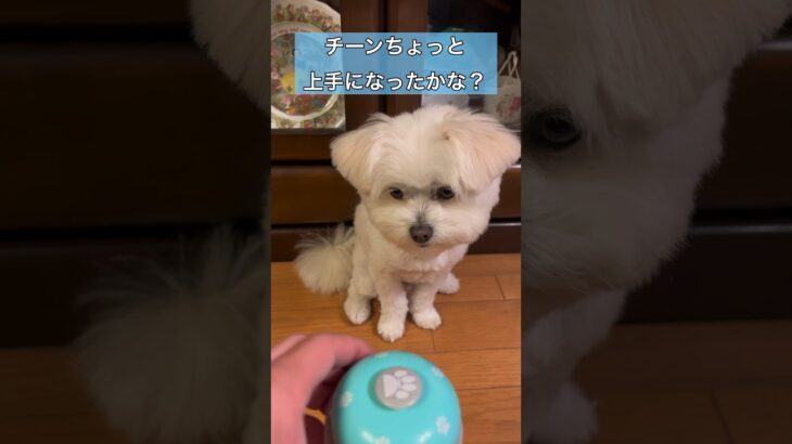 チーンが迎えに来るタイプの犬　#マルポメ #マルチーズ #ポメラニアン #しつけ #おもちゃ