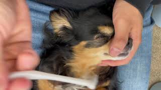 犬の幼稚園 ショコラくんとトレーニング