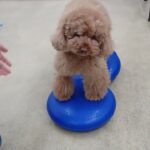 犬の幼稚園 ひなたくんとトレーニング