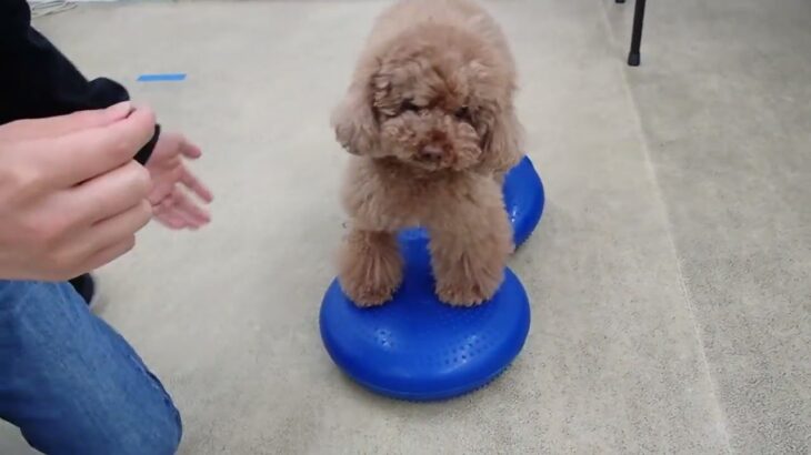 犬の幼稚園 ひなたくんとトレーニング