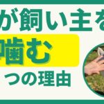 犬が飼い主の体や服を噛む３つの理由