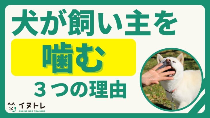 犬が飼い主の体や服を噛む３つの理由