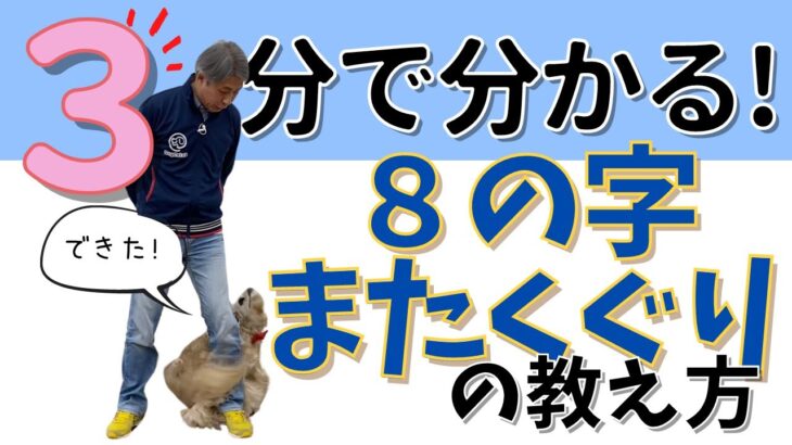 【ドッグトリック】３分で分かる８の字またくぐりの教え方【犬のしつけ】