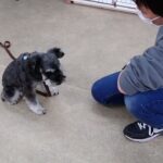 犬の幼稚園 レオンくんとトレーニング