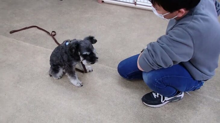 犬の幼稚園 レオンくんとトレーニング