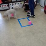 犬の幼稚園 ヴィーノくんとトレーニング