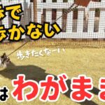 【チワワ】絶対に歩かない！？ リードについて歩くのが嫌でお散歩できない！【犬 しつけ】