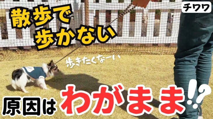 【チワワ】絶対に歩かない！？ リードについて歩くのが嫌でお散歩できない！【犬 しつけ】