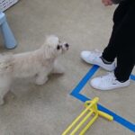 犬の幼稚園 空ちゃんとトレーニング