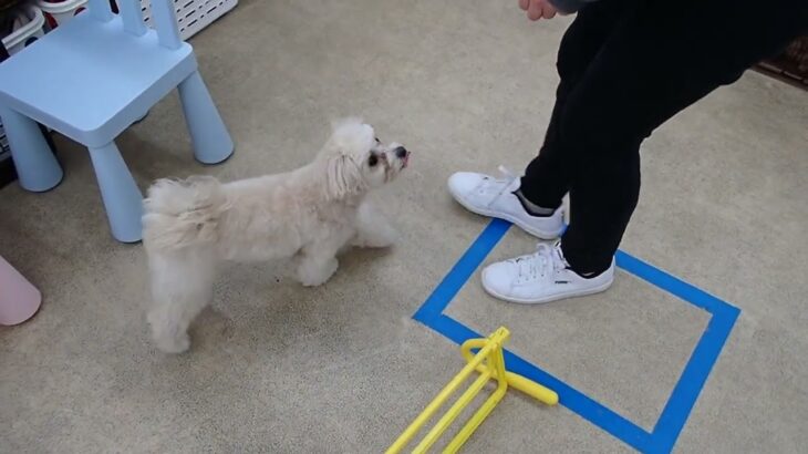 犬の幼稚園 空ちゃんとトレーニング