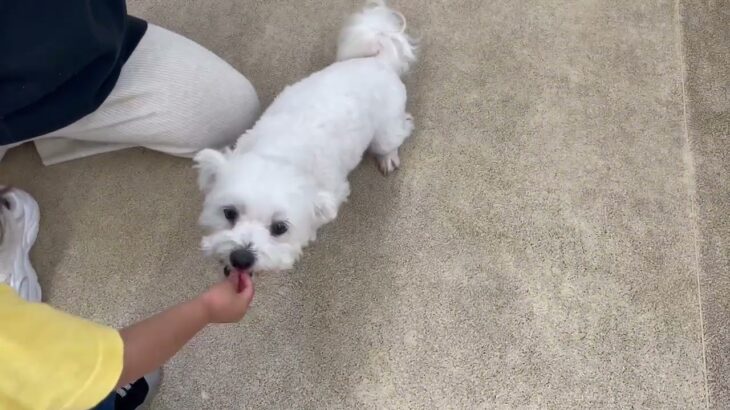 犬の幼稚園 華ちゃんとトレーニング